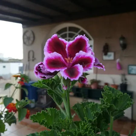 Casa Papi Homestay Lajares